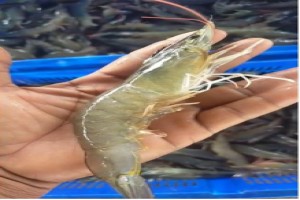 Shrimps (Vaname) from Indonesia